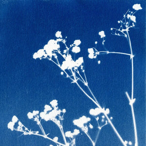 Kit CYANOTYPE "7 Blätter"