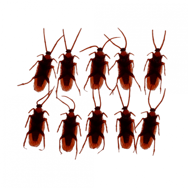 Scherzartikel - Box mit 10 Kakerlaken