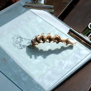 Kit CYANOTYPE "7 Blätter"